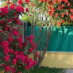 Il Melograno Da Pina